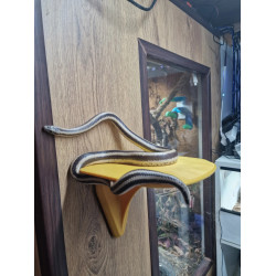 Detachable Basking Spot Shelf for Reptile Vivarium, 3D Printed Terrarium Decor